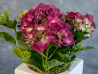 Hydrangea Pot