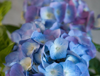 Lollipop Hydrangea