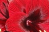 Loyalty Amaryllis in a Water Canister
