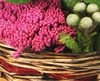 Pink Basket of Plants and Foliage