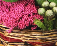 Pink Basket of Plants and Foliage