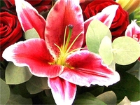 Pink Lilies and Red Roses