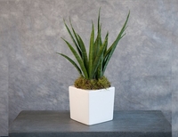 Sanseveria Pot