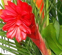 Tropical Romance Bouquet