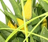 Tulip Design Pot