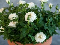 White Roses In Terracotta