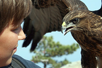 3 Hour Falconry Experience