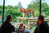 Afternoon Tea with the Tigers