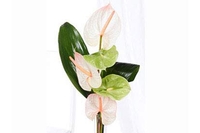 Amazing Anthurium