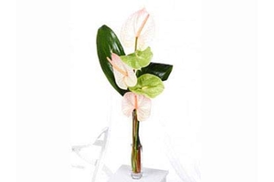 Amazing Anthurium with Vase