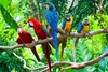 Birds of Paradise Experience