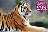 Breakfast with the Tigers for Two