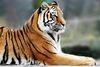 Breakfast with the Tigers for Two