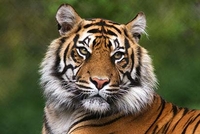Breakfast with the Tigers
