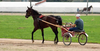 Carriage Driving
