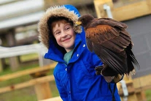 Full Day Medieval Falconry Experience at Hedingham Castle