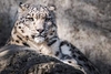Snow Leopard Feed and Fossa Training for Two
