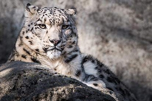Snow Leopard Feed and Fossa Training for Two