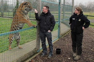 Weekday Big Cat Encounter