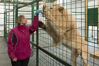 Weekend Big Cat Encounter